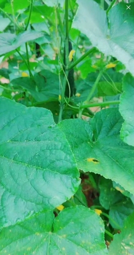 甜蜜未来乐在心怀主播照片
