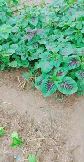 甜蜜未来乐在心怀主播照片