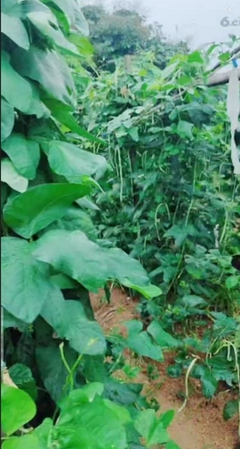 甜蜜未来乐在心怀主播照片