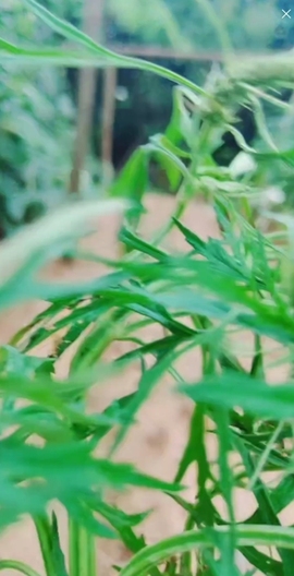 甜蜜未来乐在心怀主播照片