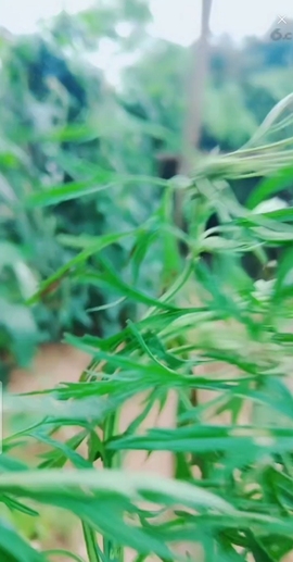 甜蜜未来乐在心怀主播照片