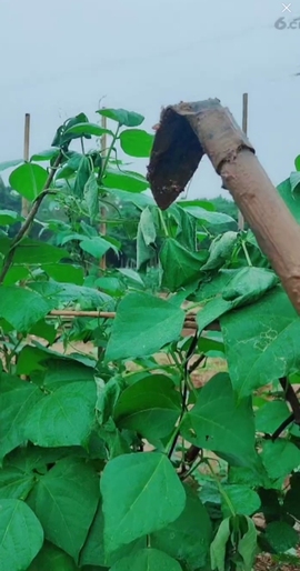 甜蜜未来乐在心怀主播照片