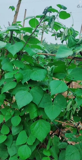 甜蜜未来乐在心怀主播照片