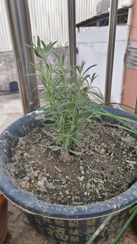 隨風的沙主播照片