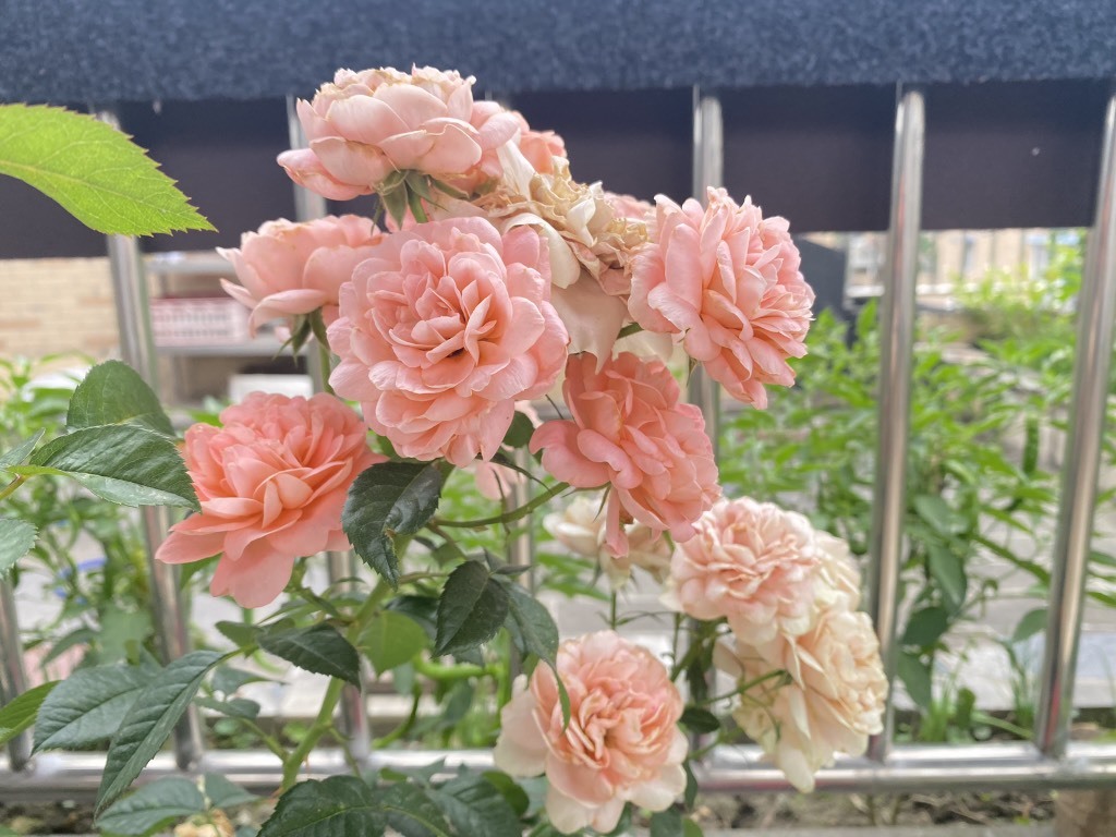 ?糯小呆?第一天的主播照片