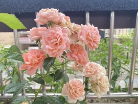 ❥糯小呆❀第一天主播照片