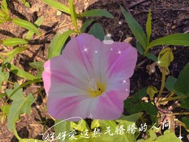 小雅代理ღ招财吖主播照片