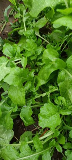 野百合饿晕了🌱🌱主播照片