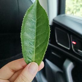 茶茶幸运星主播照片