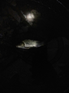 艾玛失踪人口主播照片