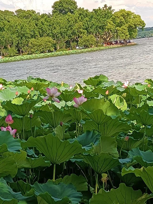 婷婷💕感恩有你陪伴的图片