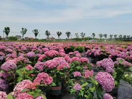 🌸梦歆🌸风宵哥哥主播照片
