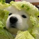 东方淮竹