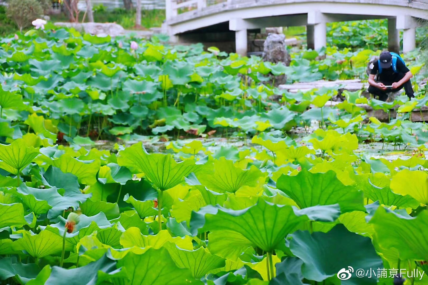 ✨小諵亰💕的主播照片