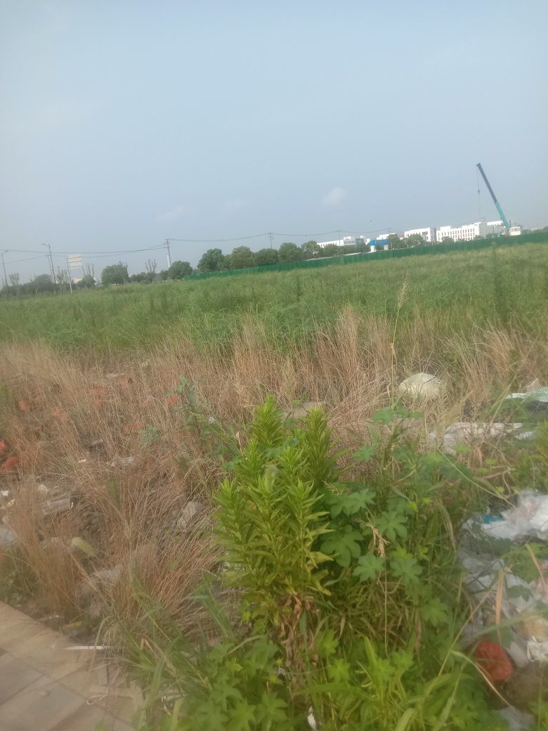 動之以情（小浪浪）的图片