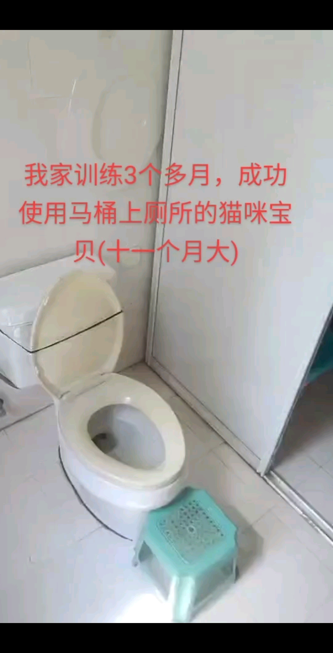 我的天才猫咪小宝贝