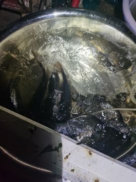 聆听~爱唱歌的图片