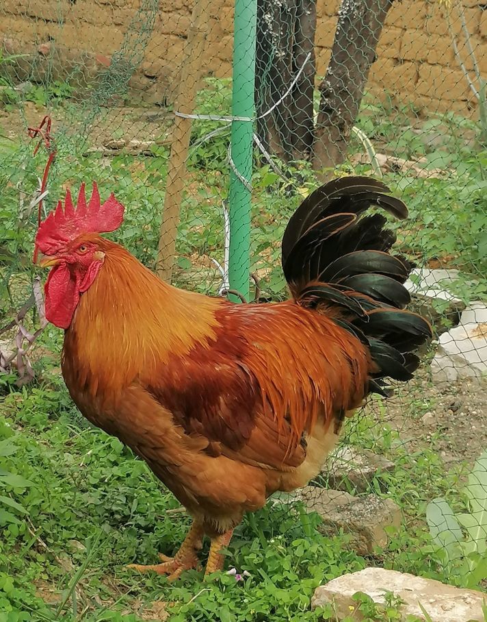 男人🍅的图片
