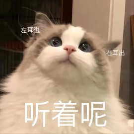 猫咪🐱儿主播照片