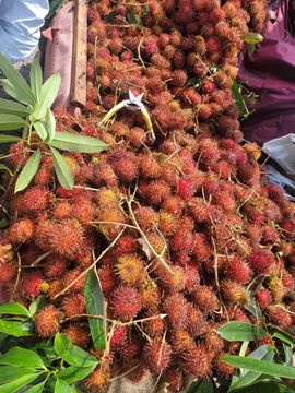 果果(平安好运)主播照片