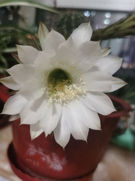 聆听~爱唱歌的图片