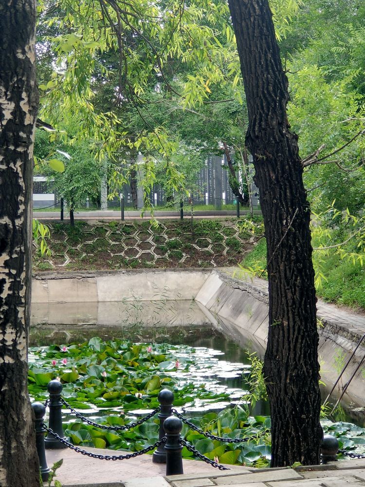 念小爱い第21天的图片