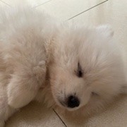 倾城回家喂羊了
