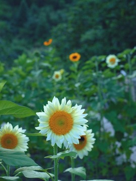 大白羊🌞相信光🧡主播照片