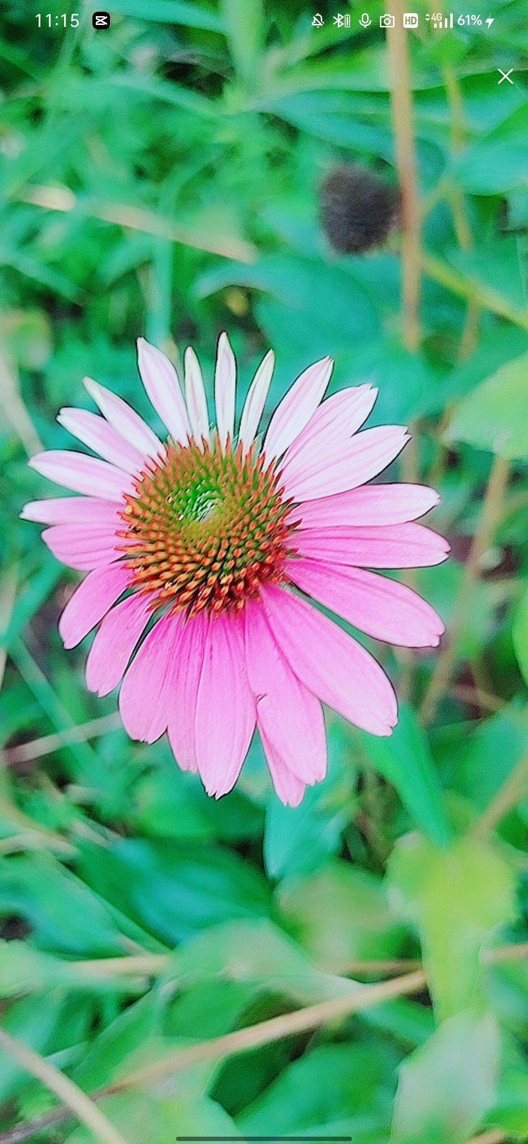 婷婷💕感恩有你陪伴的图片