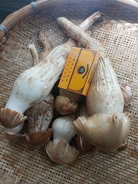 三迤仕子的图片