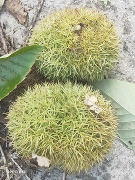 南边等你主播照片