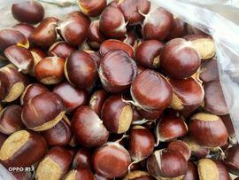 南边等你主播照片