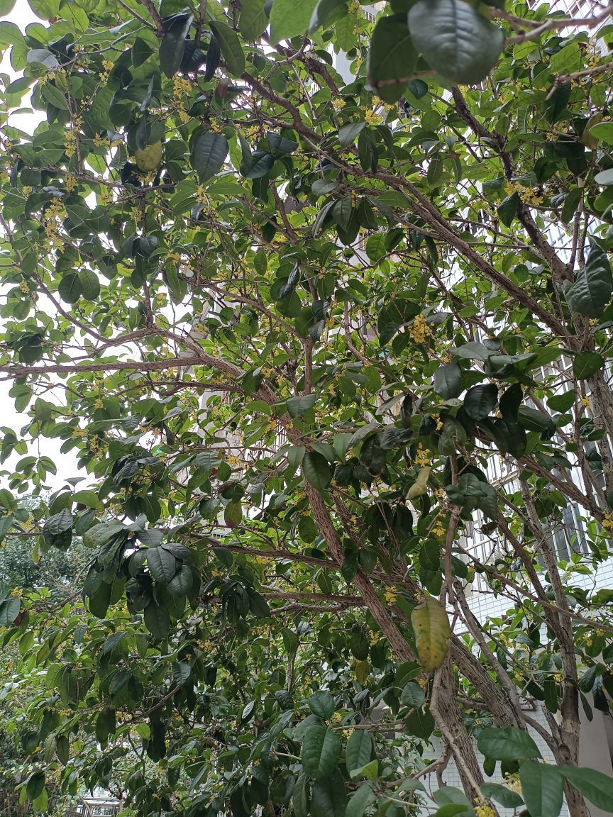 玟玟🌸的图片