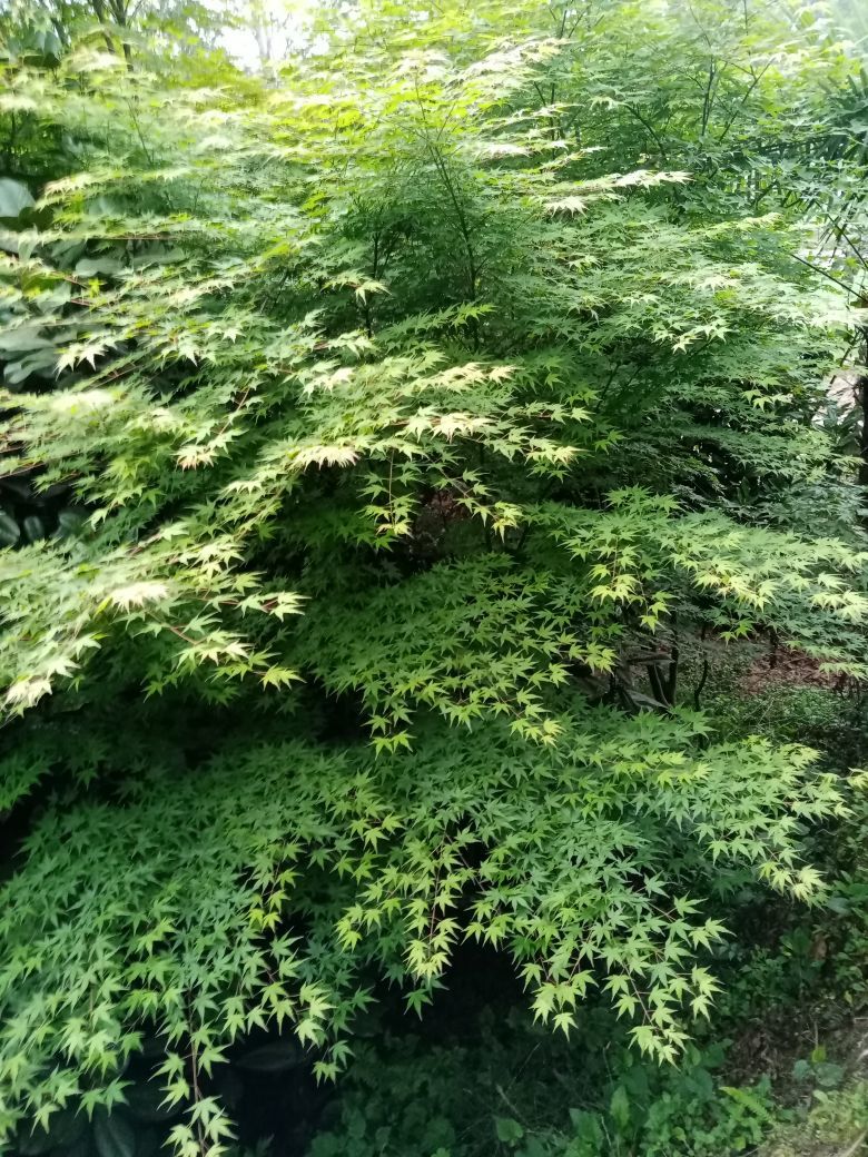 狂喜的雁南飞的主播照片