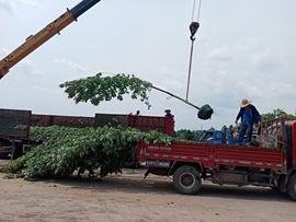 狂喜的雁南飞主播照片