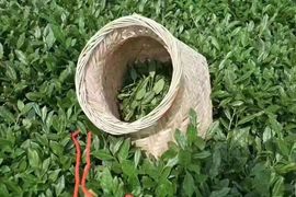 若🌺惜主播照片