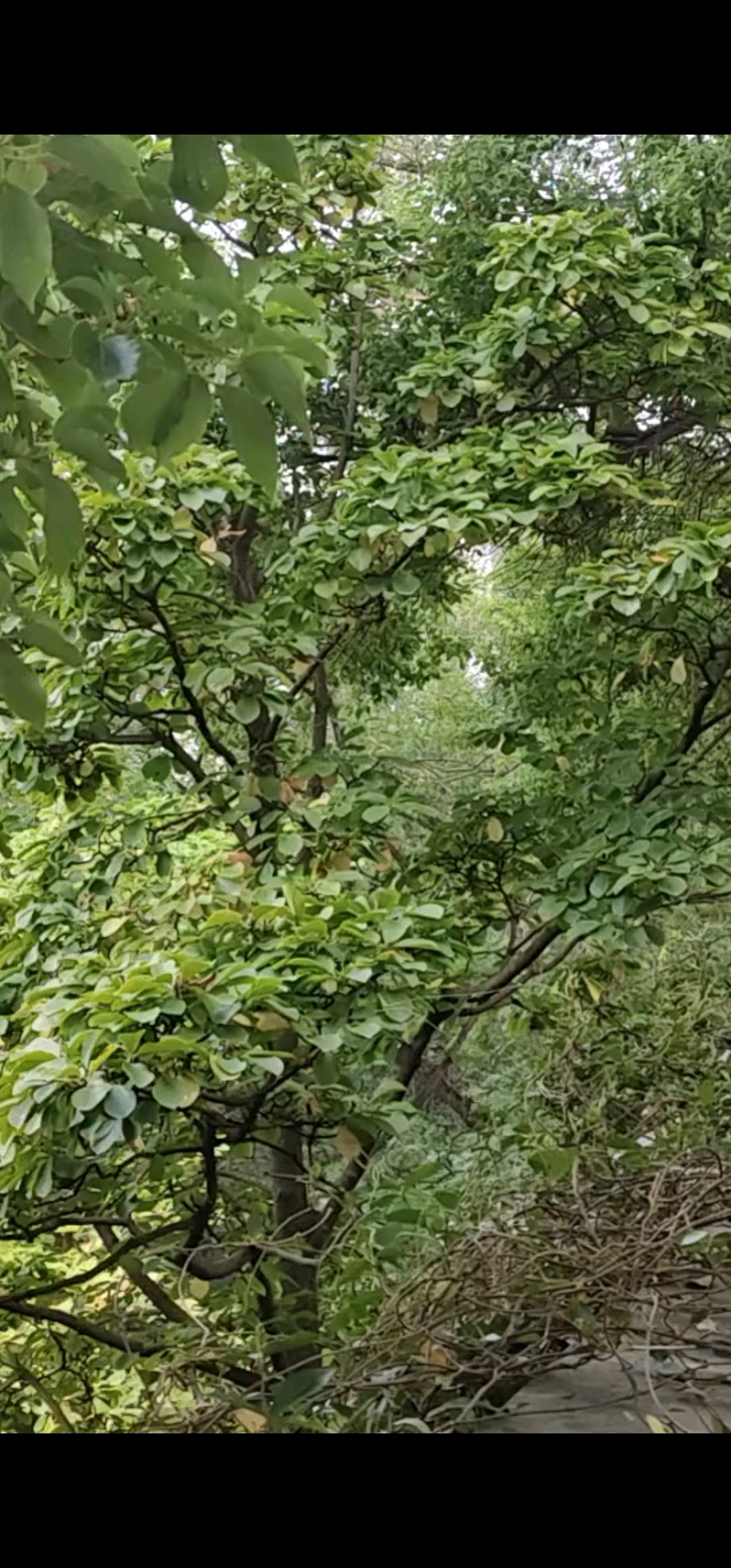 空山新雨后，天气晚来