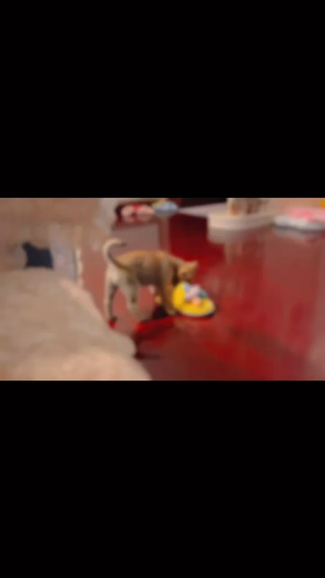养狗的快乐 不养狗的