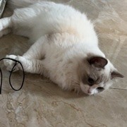 躲猫猫的鱼
