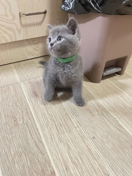 依芝の自闭中主播照片