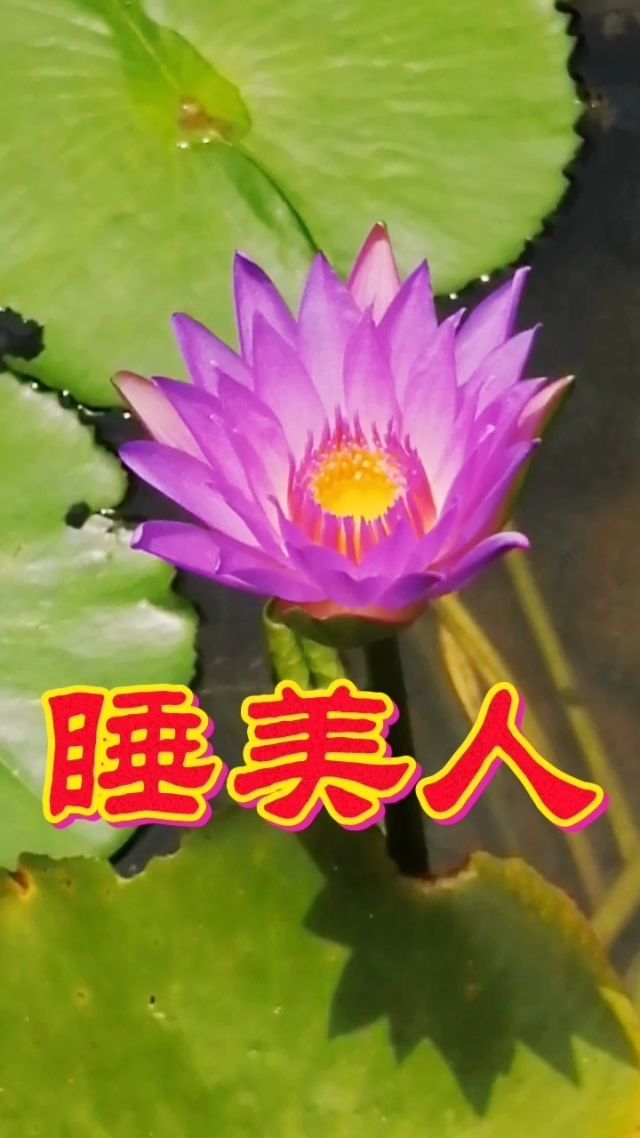 只是过客、退了的图片