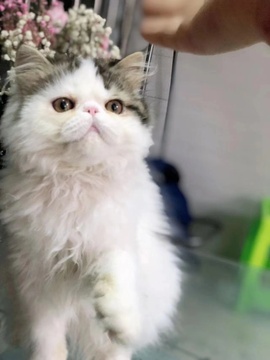 猫大人★主播照片