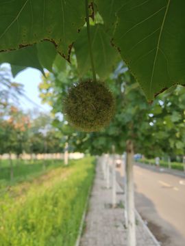 欢快加拉帕格斯巨人蜈主播照片
