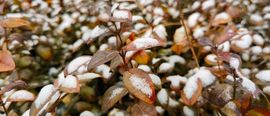 September★主播照片