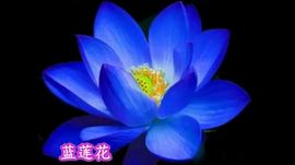 梦里啥都有、退了的图片
