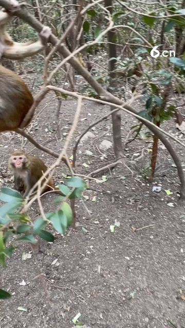 贵阳黔灵山野生猕猴亲密接触