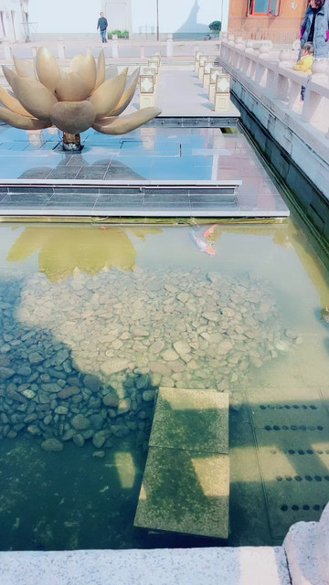 锦鲤