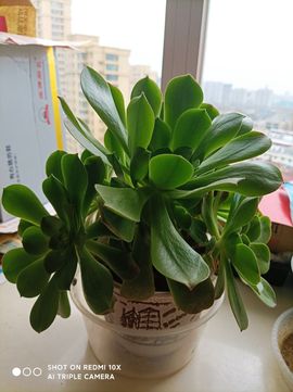 壶北凶药主播照片