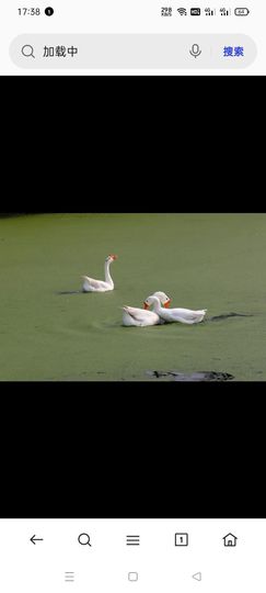 水月竞花的图片