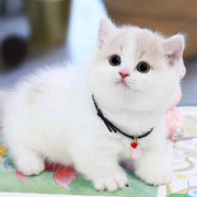 游戏菜鸟驿站